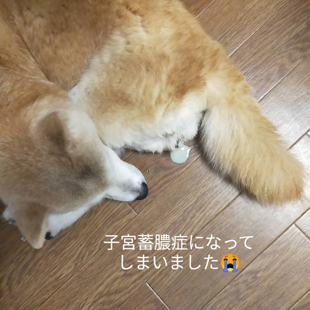 柴犬子宮蓄膿症