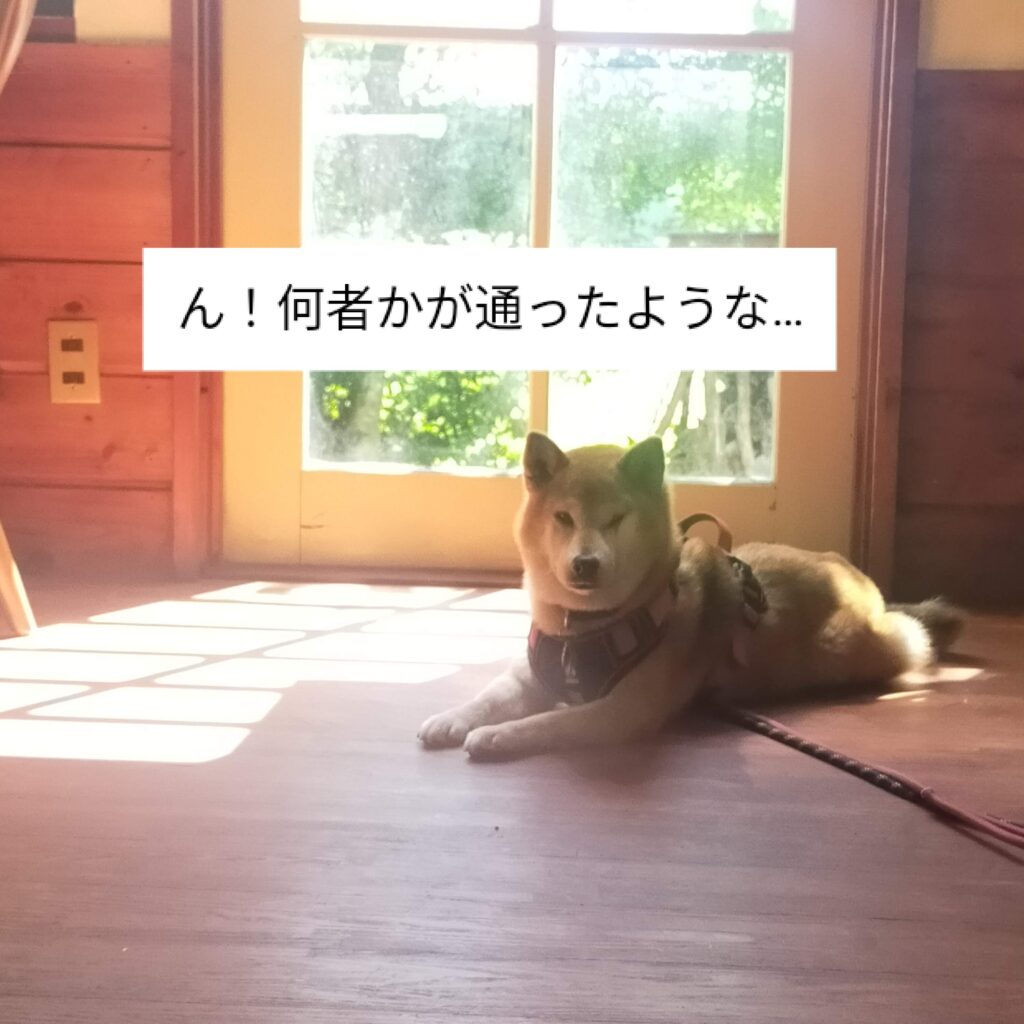 柴犬　ホゴイヌ　はなちゃん