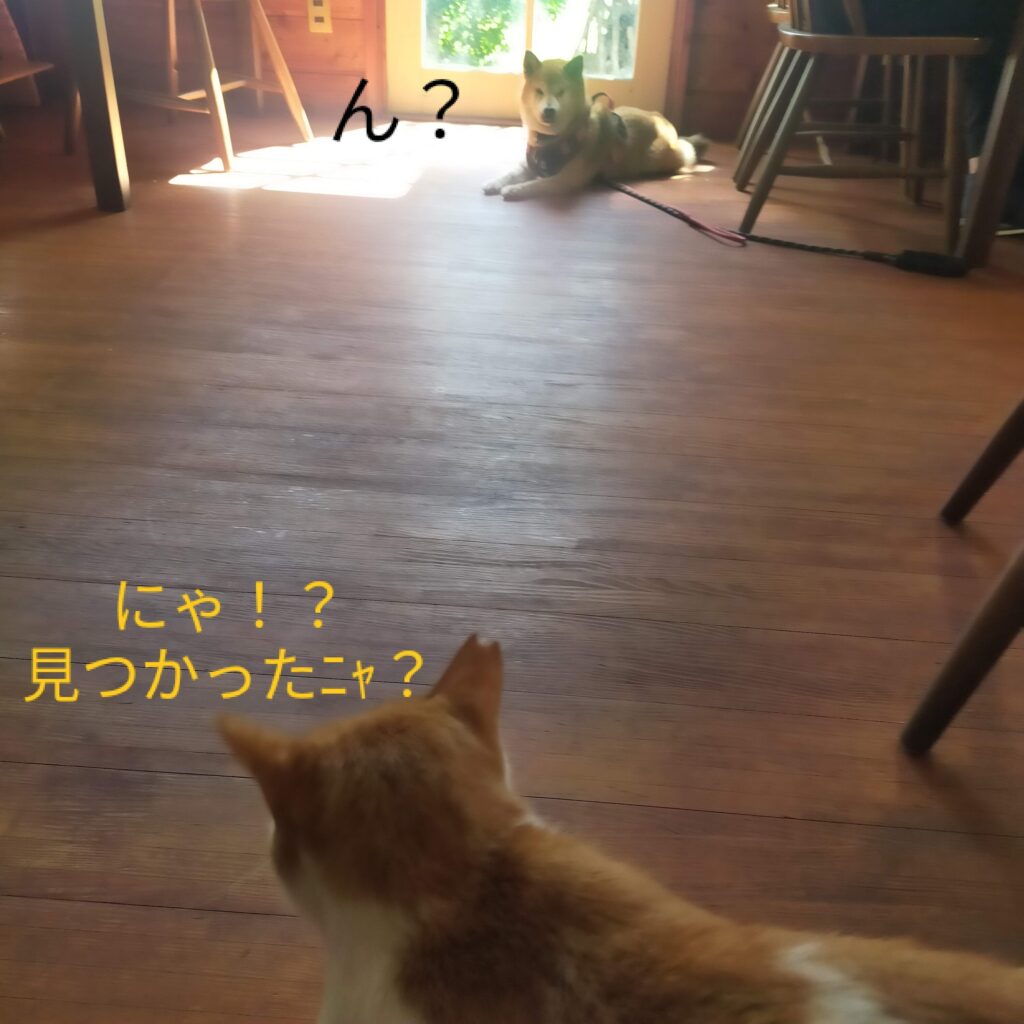 犬と食事ができるカフェ