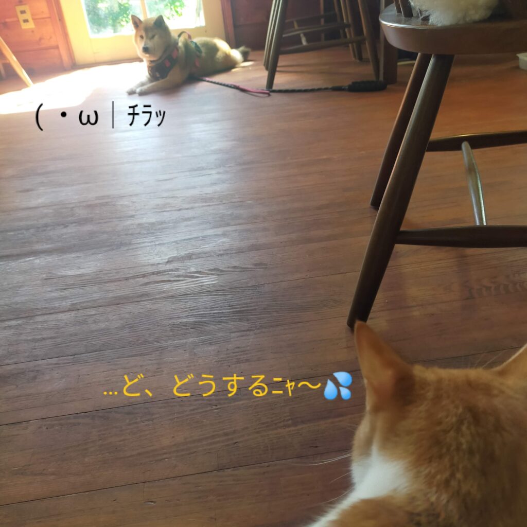 わんこ大歓迎カフェ清里
わかかふぇさんぽみち清里