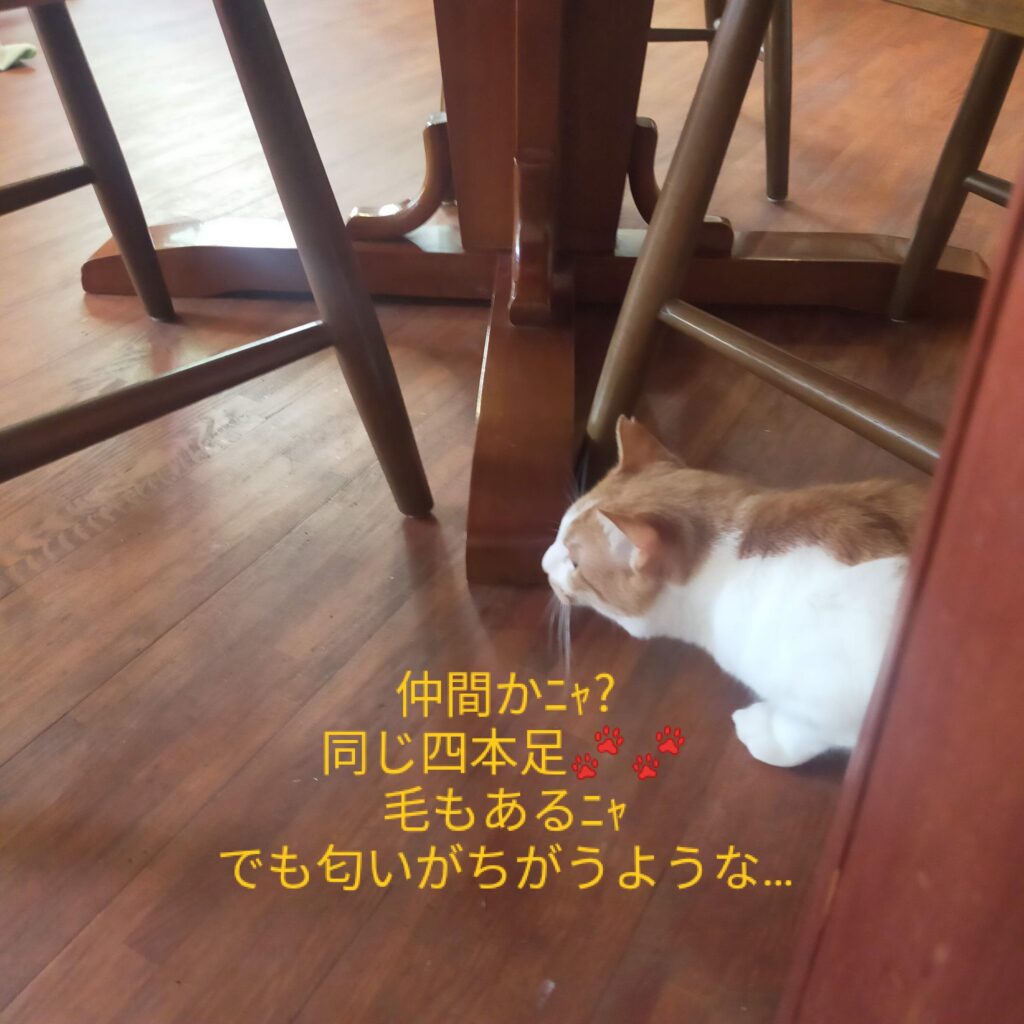 猫のいるカフェ清里