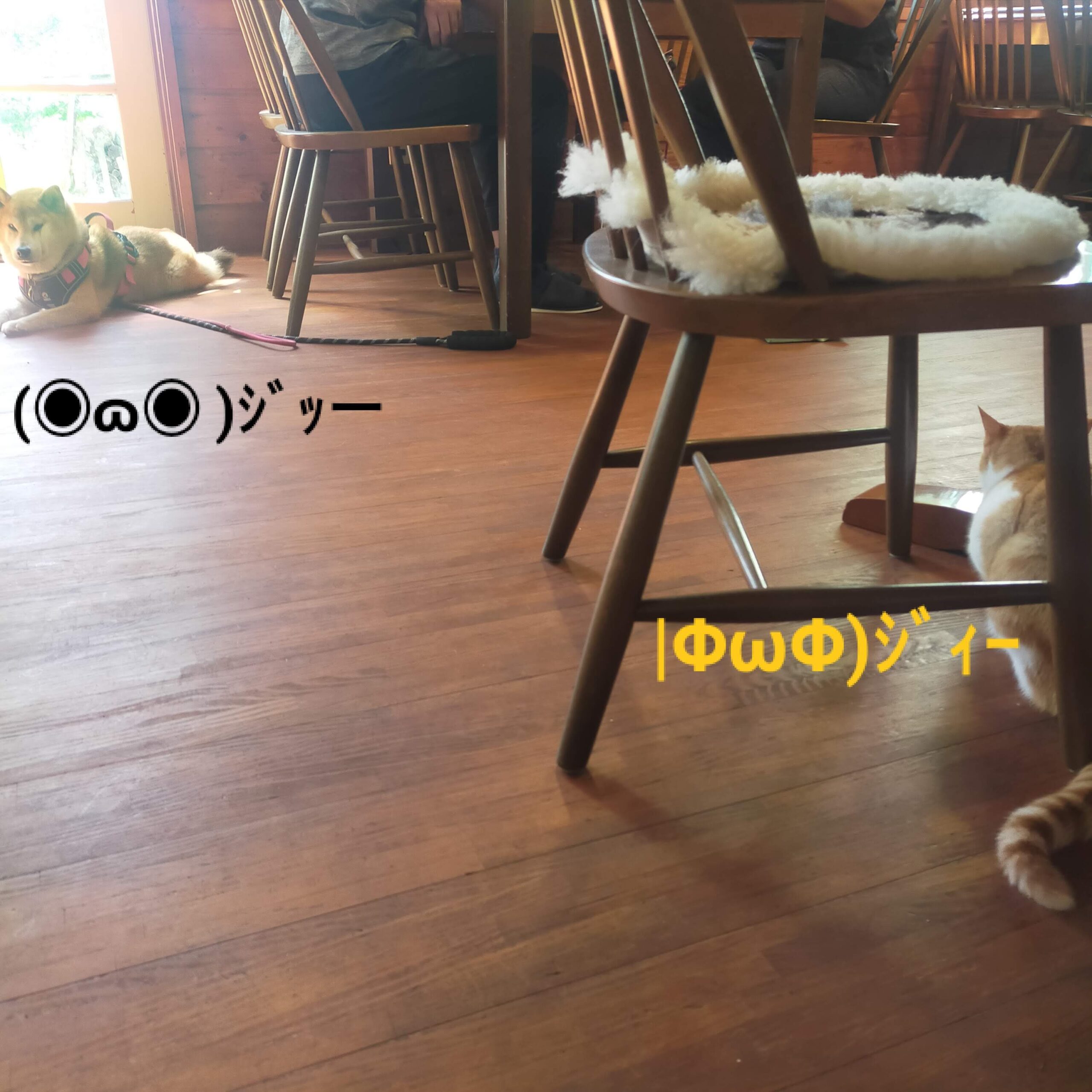 カフェの看板猫 元野良猫みた団 保護犬と保護猫